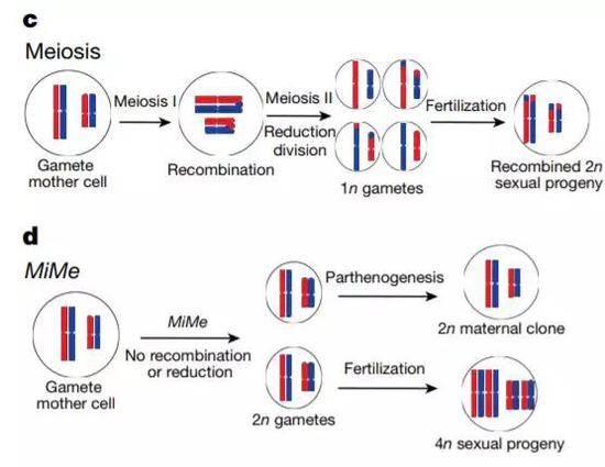 ▲研究人員們跳過了減數(shù)分裂這一步，產(chǎn)生了具有完整基因組的卵細(xì)胞（圖片來源：參考資料[1]）
