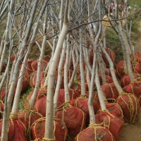 3公分柿子樹(shù)、櫻桃樹(shù)、山楂樹(shù)、核桃樹(shù)、蘋(píng)果樹(shù)