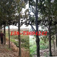 廣玉蘭基地|18公分-19公分-20公分廣玉蘭價格