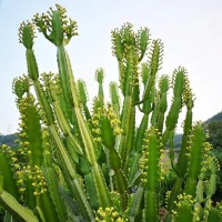 三角大戟 大戟科屬 盆栽庭院景觀設計沙漠植物 大戟柱廠家直銷