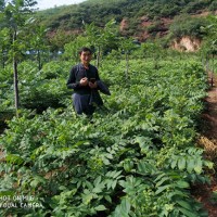 河南洛陽(yáng)供應(yīng)美國(guó)黑核桃苗2019-2020