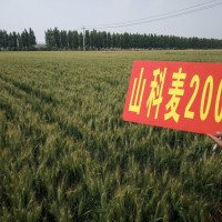 矮稈大穗抗倒伏小麥種子高產小麥種子山科麥2000