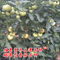 早熟硬粉大果番茄品種，金粉19早熟品種荷蘭進(jìn)口精品番茄種子