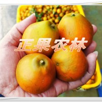 融安脆蜜金桔苗原產(chǎn)地當(dāng)天發(fā)貨全國(guó)包郵