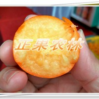 正宗融安脆蜜金柑苗原產(chǎn)地新產(chǎn)上市全國包郵