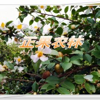 專業(yè)供應(yīng)軟枝油茶苗全國(guó)包郵