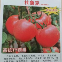 杜魯克 越夏耐熱粉果 抗病毒大粉西紅柿 高產(chǎn)粉果番茄