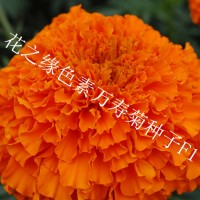 基地供應 雜交一代萬壽菊種子 雜交一代高產(chǎn)菊花種子常年供應