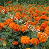 基地供應(yīng)花卉種子 萬(wàn)壽菊種子 赤峰色素萬(wàn)壽菊種子廠家量大優(yōu)惠