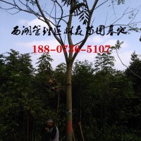 12公分欒樹價(jià)格,13公分-14公分-15公分欒樹價(jià)格