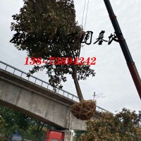 15-18公分廣玉蘭價(jià)格,常德廣玉蘭基地,廣玉蘭批發(fā)