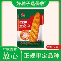 廠家直營批發(fā)高產(chǎn)雜交大田玉米種子龍高L2-4000粒