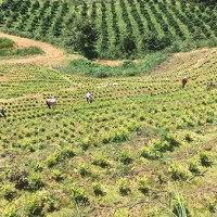 湖州茶園加盟，浙江茶山加盟，湖州轉(zhuǎn)運(yùn)珍茶，浙江眾扶農(nóng)業(yè)