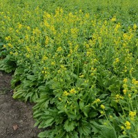 代理芹菜除草劑胡蘿卜除草劑甘藍(lán)除草劑等蔬菜除草劑