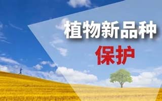 關于2022年第4批擬授予植物新品種權(quán)的公示