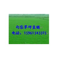 農(nóng)戶草坪百慕大與黑麥草混播草坪，天堂草15961543375