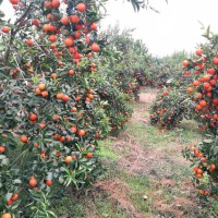 湖南千思農林大型柑橘基地 適合廣西賀州種植世紀紅柑橘苗